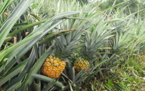 Tangail Anaros