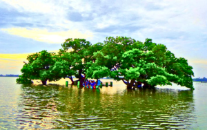 Tangail Basuliya
